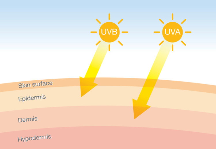 UV-A que penetra nas costuras (camada mais profunda da pele - derme), UV-B que penetra na pele (epiderme): Getty Images radiação ultravioleta que penetra na pele, representação esquemática