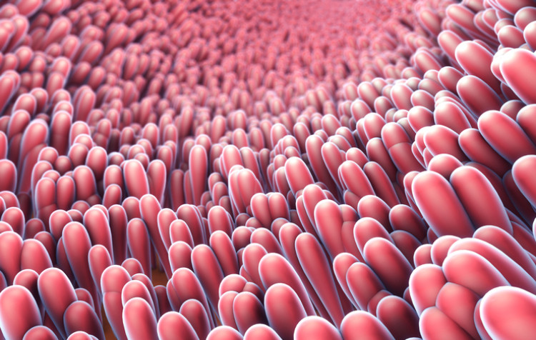 O epitélio ciliado da parede saudável do estômago: Getty Images Membrana mucosa do estômago, de cor rosada, constituída por epitélio ciliado