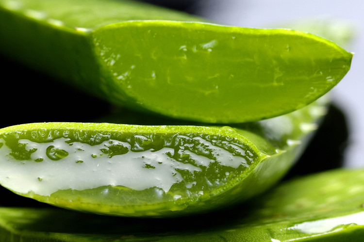 Folhas carnudas de aloé vera. Fonte: Getty Images folhas de aloé vera podadas