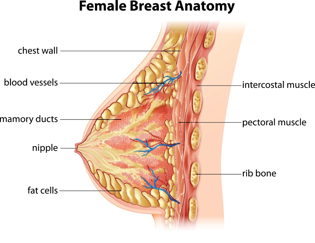 Anatomia da mama feminina: parede torácica, vasos sanguíneos, ductos mamários, mamilo, células adiposas, músculo intercostal, músculo peitoral, costelas: Getty Images Anatomia do peito feminino