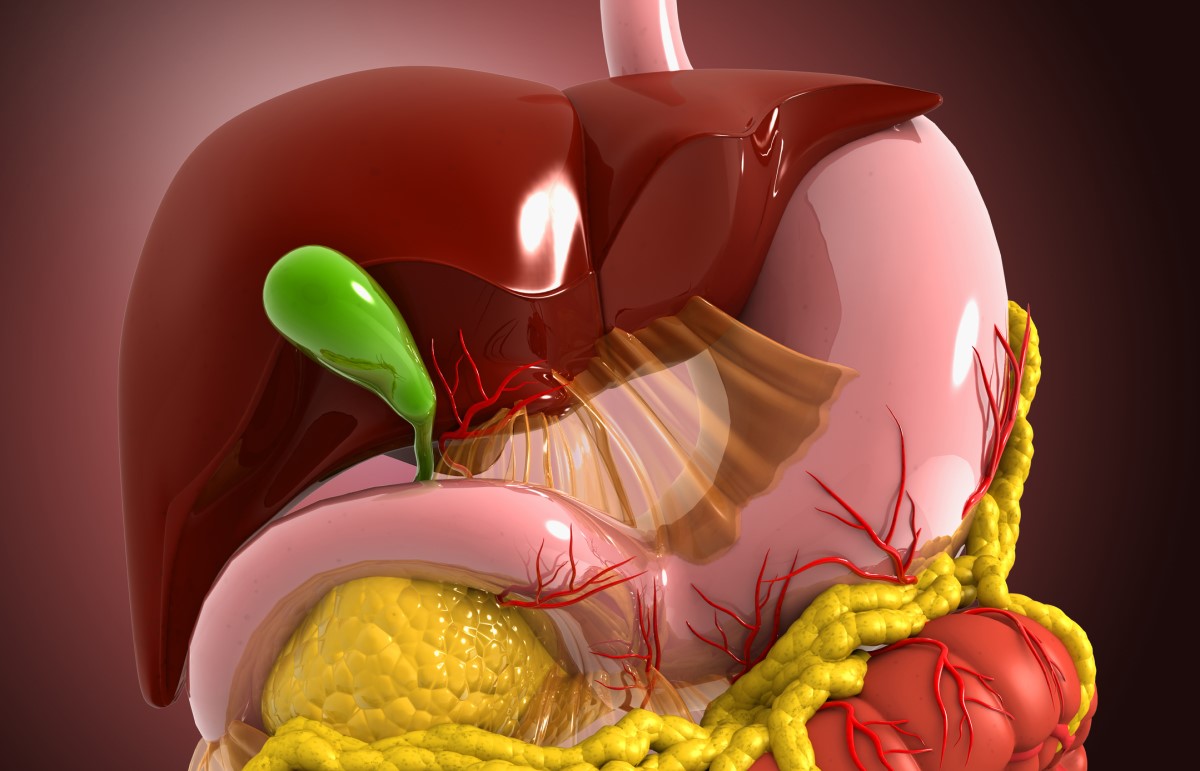 A figura mostra a localização da vesícula biliar (vesícula biliar verde) em relação aos órgãos circundantes. Fonte: Getty Images Vista anatómica - modelo - sistema digestivo, fígado, vesícula biliar, sistema digestivo