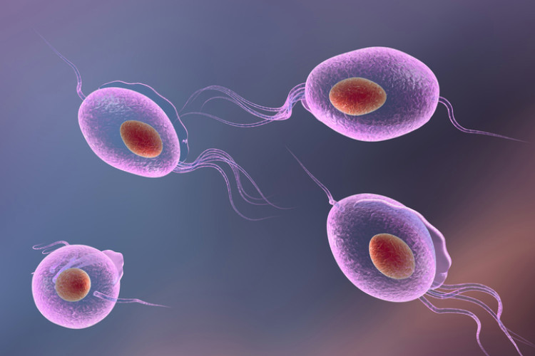 Tricomoníase (whipworm) Fonte: Getty Images o flagelado que causa a tricomoníase