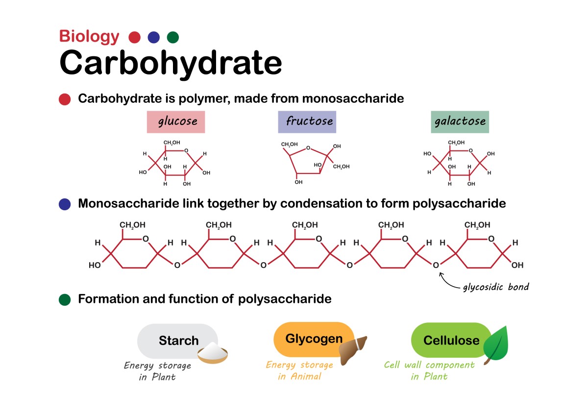 Biologia básica dos hidratos de carbono: açúcares simples (monossacáridos): glicose, frutose, galactose combinam-se para formar polissacáridos como o amido, o glicogénio ou a fibra. Fonte: Getty Images. Biologia básica dos hidratos de carbono: açúcares simples (monossacáridos): glicose, frutose, galactose formam ligações para formar polissacáridos como o amido, o glicogénio ou a fibra.