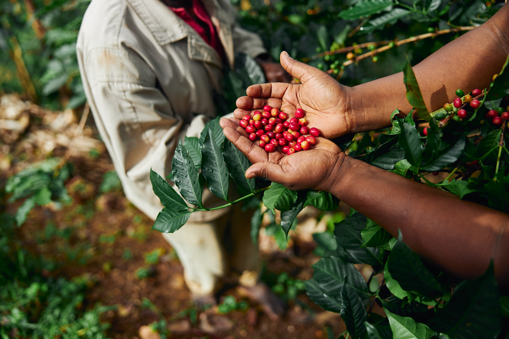 Fruto do cafeeiro vermelho Fonte: Getty Images Fruto do cafeeiro vermelho