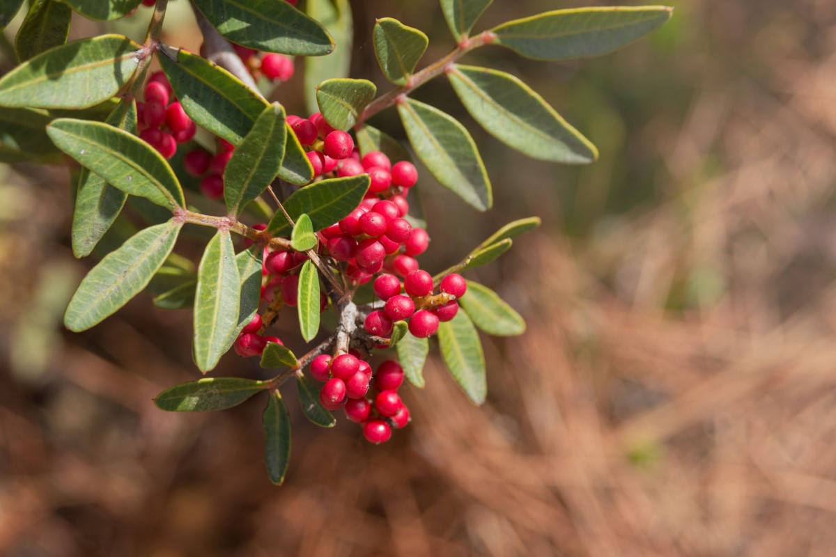 A Pistacia mastix (P. lentiscus) está muito difundida como árvore ou arbusto, especialmente nas zonas costeiras do Mediterrâneo.