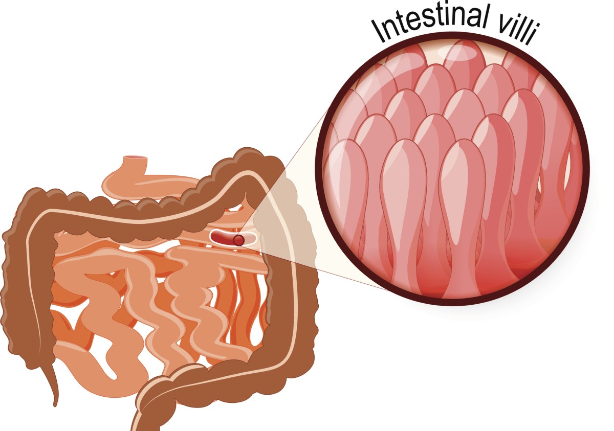 Vista microscópica 3D das vilosidades da mucosa da parede do intestino delgado. Fonte: Getty Images. Imagens microscópicas 3D das vilosidades da mucosa da parede do intestino delgado