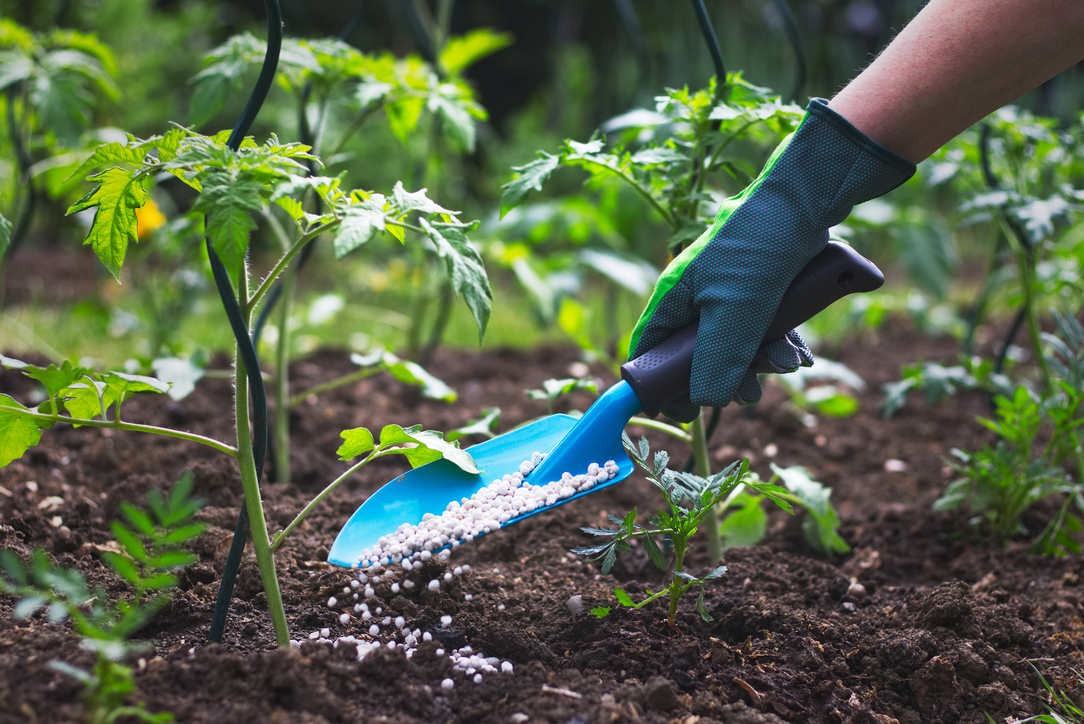 Atualmente, o fósforo é muito utilizado industrialmente como ingrediente de fertilizantes ou pesticidas: Getty Images Atualmente, o fósforo é frequentemente utilizado industrialmente como ingrediente em fertilizantes ou pesticidas.