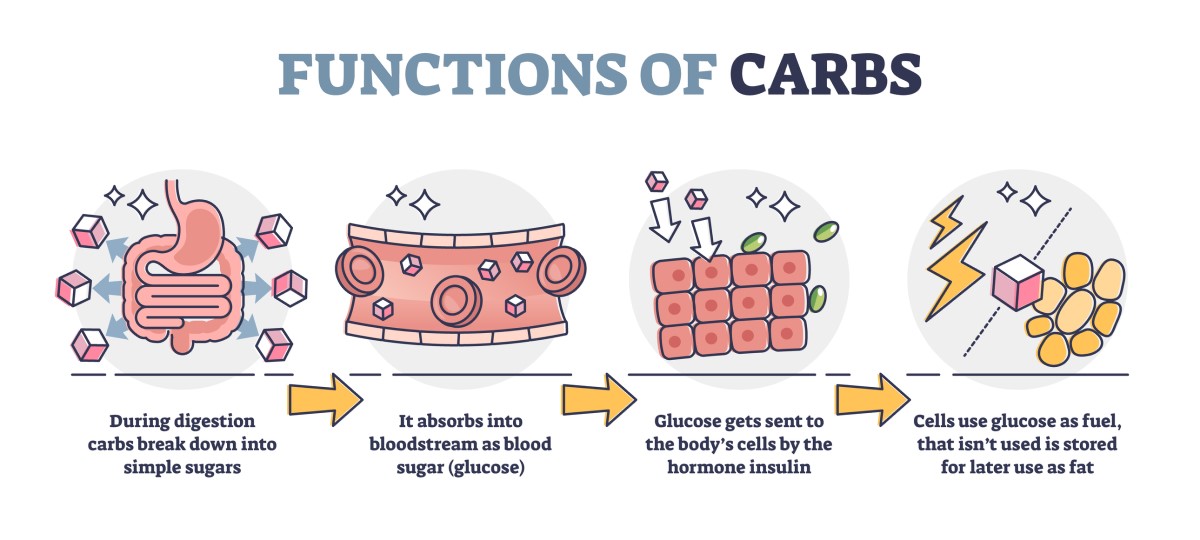 Funções dos hidratos de carbono: conversão dos hidratos de carbono ingeridos em açúcar simples (glicose) - glicose na corrente sanguínea - absorção da glicose pelas células através da hormona insulina - utilização da glicose como combustível energético Fonte: Getty Images. Funções dos hidratos de carbono: conversão dos hidratos de carbono ingeridos em açúcar simples (glicose) - glicose na corrente sanguínea - absorção da glicose pelas células através da hormona insulina - utilização da glicose como combustível energético.