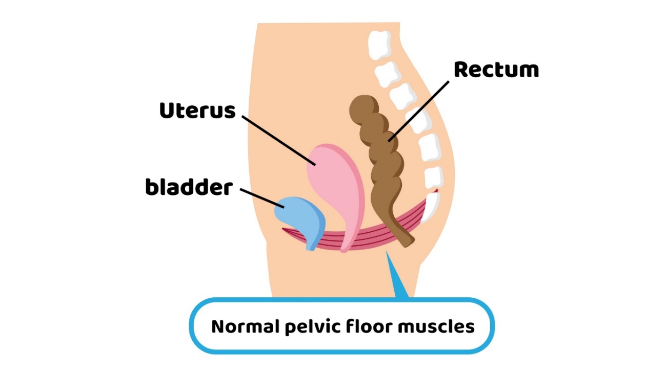 Fisiologia do pavimento pélvico em relação aos órgãos pélvicos: útero, bexiga, reto: Getty Images Fisiologia do pavimento pélvico em relação aos órgãos pélvicos: útero, bexiga, reto.