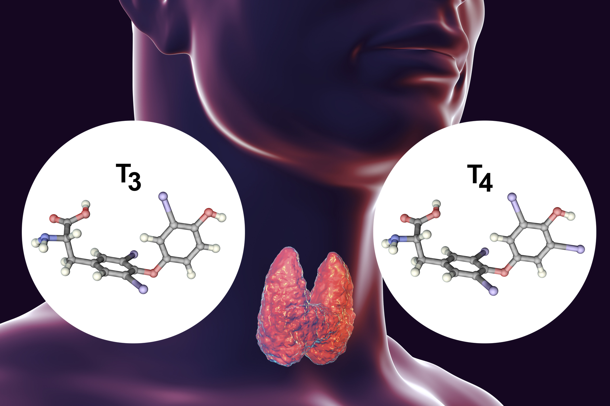 A glândula tiroide é produtora de hormonas da tiroide - tiroxina (T4) e triiodotironina (T3): Getty Images A glândula tiroide é produtora de hormonas da tiroide - tiroxina (T4) e triiodotironina (T3).