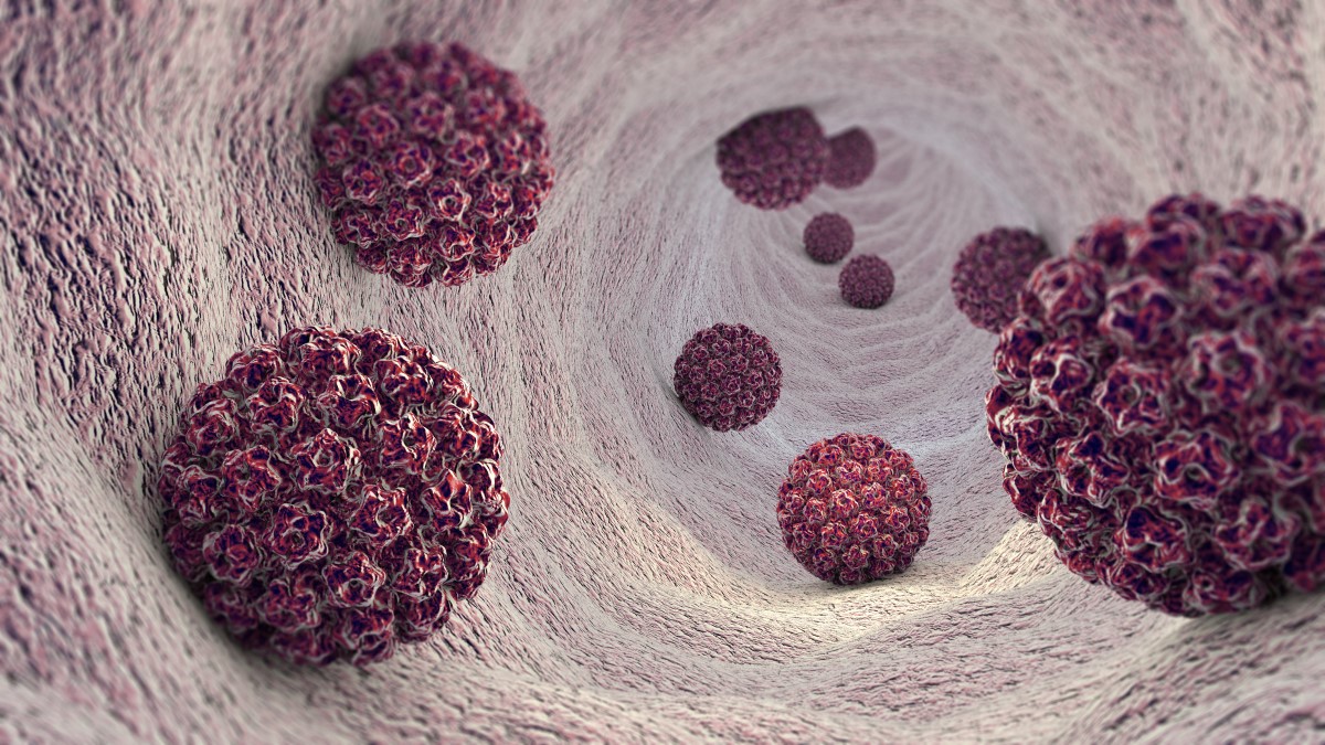 HPV - papilomavírus humano