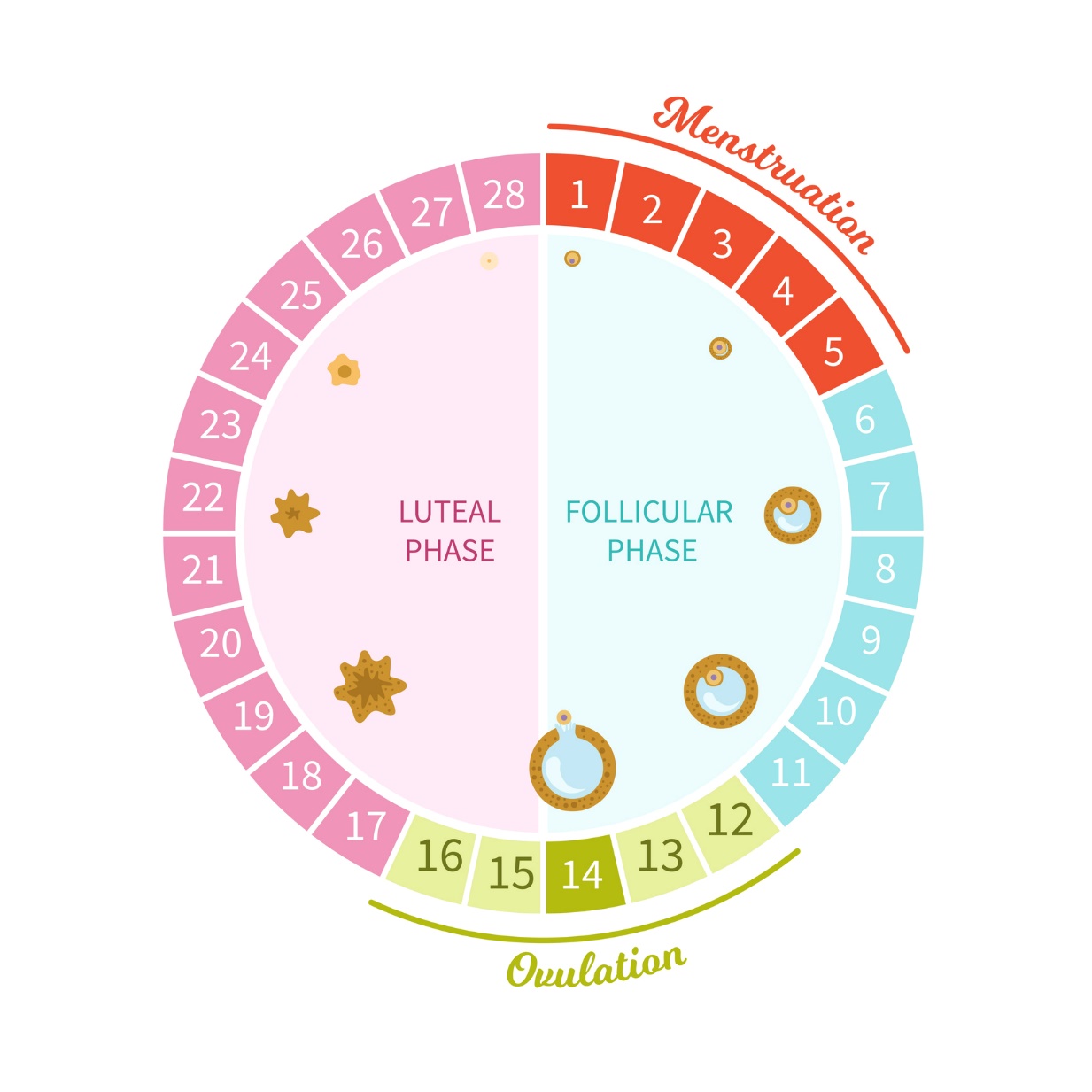 As diferentes fases do ciclo menstrual de uma mulher representadas em 28 dias (menstruação, fase folicular, ovulação, fase lútea): Getty Images As diferentes fases do ciclo menstrual de uma mulher apresentadas em 28 dias