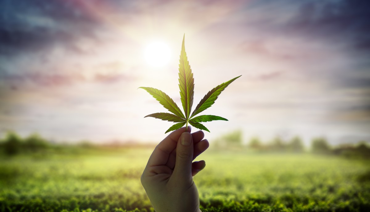 Cannabis. Fonte: Getty Images A cannabis e a sua folha ao sol