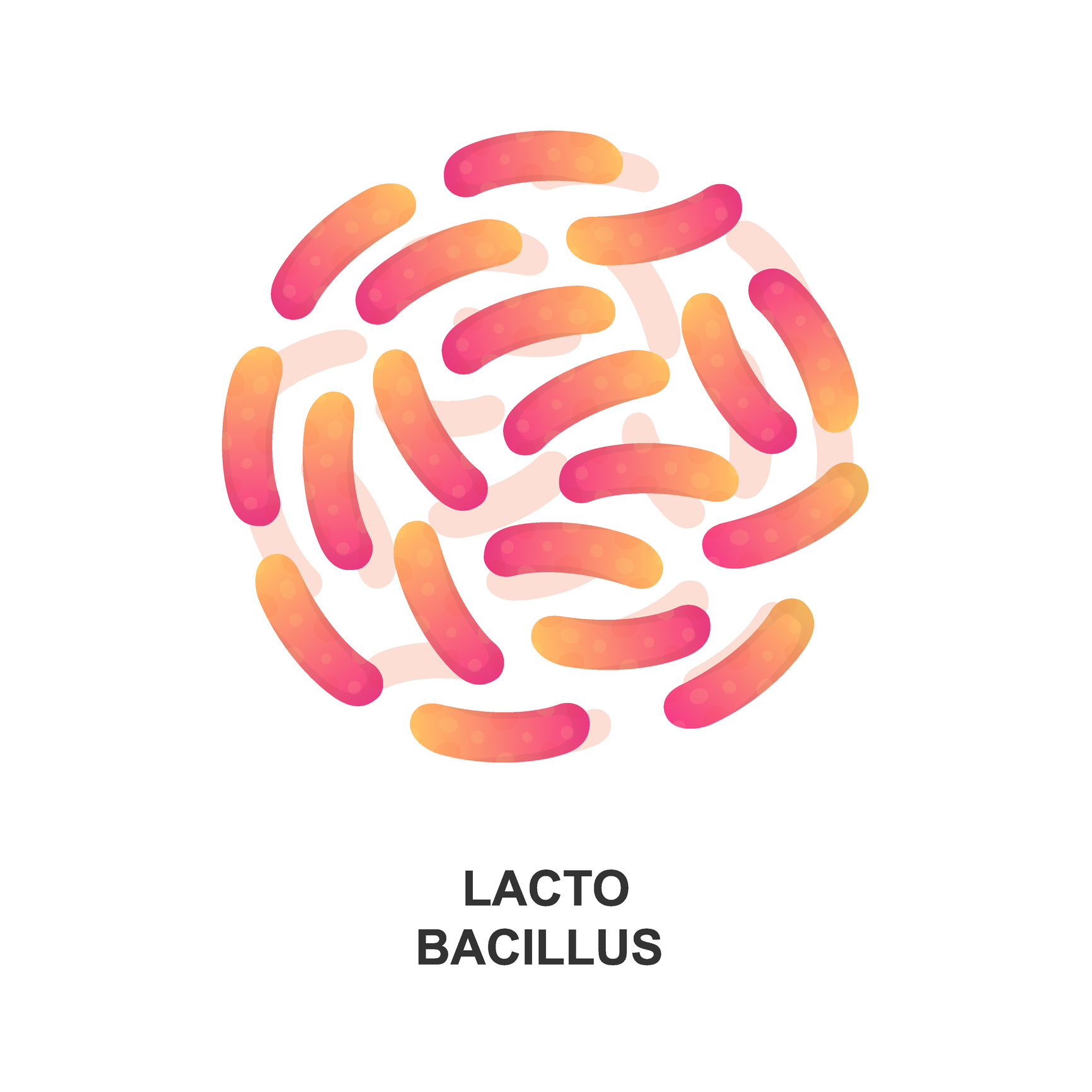 Lactobacillus. Fonte: Getty Images Lactobacilos