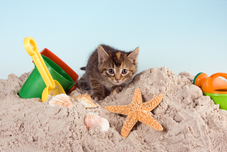 Os gatos são os portadores mais comuns da toxoplasmose. Foto: Thinkstock Gatinho na caixa de areia com colher de bebé e moldes
