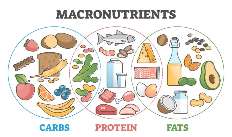 Macronutrientes e suas fontes na alimentação: hidratos de carbono, proteínas e gorduras.