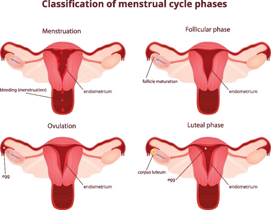 As 4 fases do ciclo menstrual: menstruação (descamação de parte do revestimento uterino), fase folicular (maturação do óvulo), ovulação (libertação do óvulo do folículo) e fase lútea: Getty Images 4 fases do ciclo menstrual