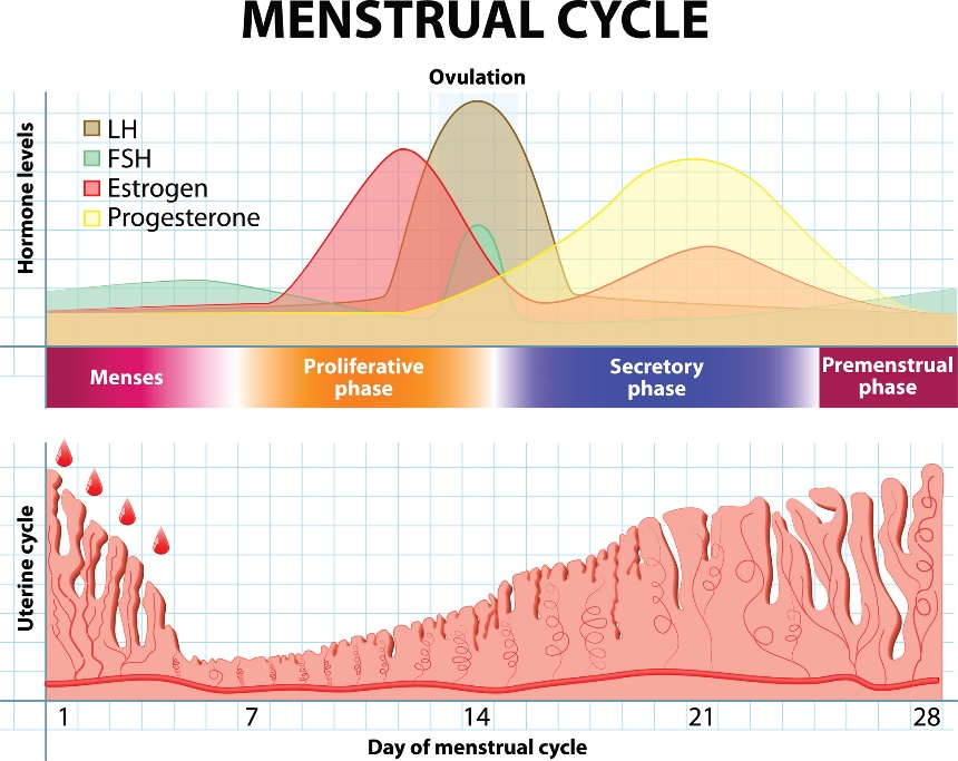 Ciclo menstrual e alterações nas hormonas e no revestimento uterino ao longo do tempo. Em cima - níveis de cada hormona sexual. Em baixo - alteração no revestimento uterino. Fonte: Getty Images Ciclo menstrual e alterações das hormonas e do revestimento uterino ao longo do tempo.