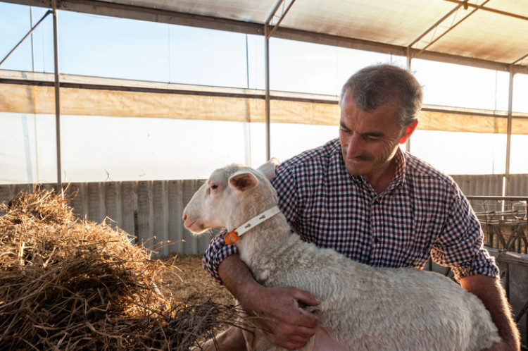 Animais - reservatório de listeria. Fonte da foto: Getty Images agricultor a segurar uma ovelha, com feno ao fundo