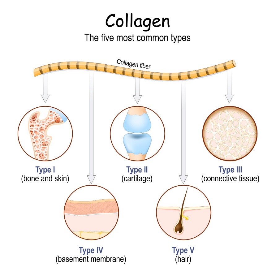 Os tipos de colagénio mais comuns no corpo humano: I. (osso e pele), II. (cartilagem), III. (tecido conjuntivo), IV. (membrana basal), V. (cabelo): Getty Images Os tipos de colagénio mais comuns no corpo humano