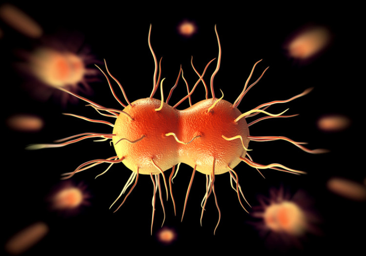 Bactéria da gonorreia, Neisseria gonorrhoeae Fonte: Getty Images Neisseria gonorrhoeae, ou bactéria da gonorreia, gonorreia, diplococo gram-negativo