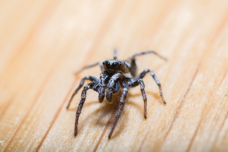 Fonte: Getty Images aranha negra, fotografia de frente, sobre fundo castanho claro