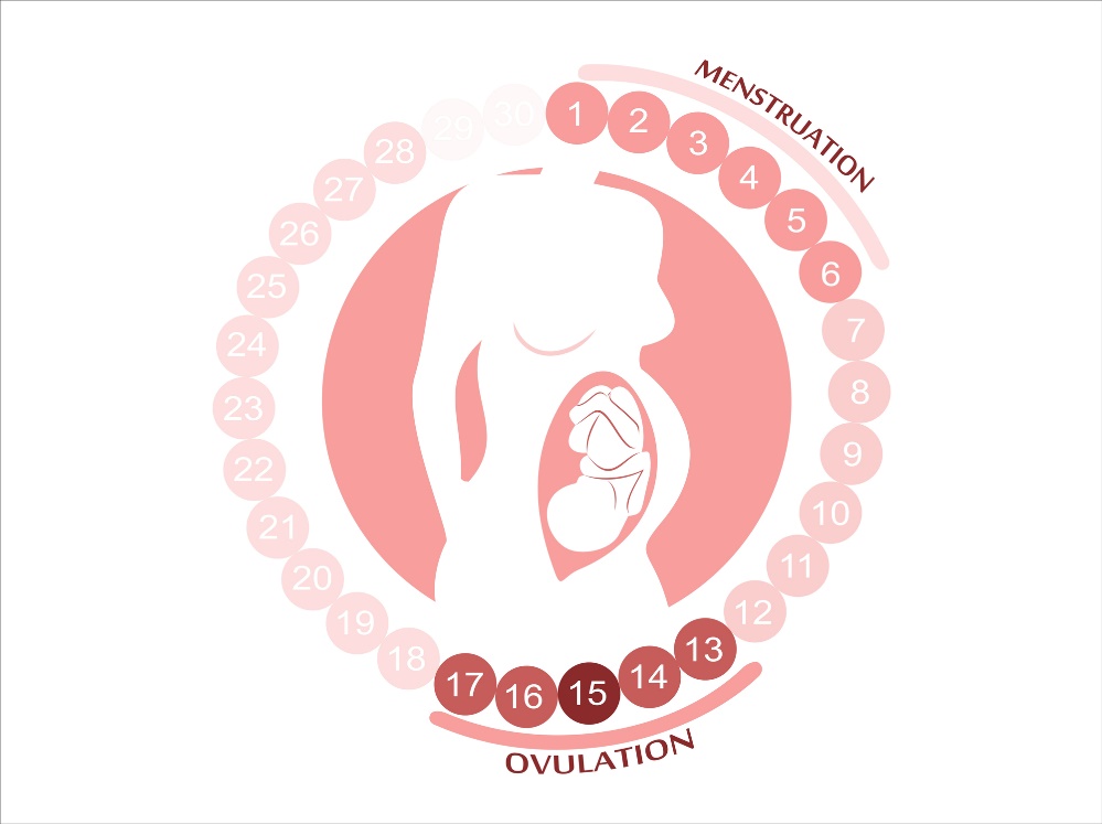 O ciclo feminino: menstruação, ovulação e períodos férteis. Fonte: Getty Images O ciclo feminino: menstruação, ovulação e períodos férteis