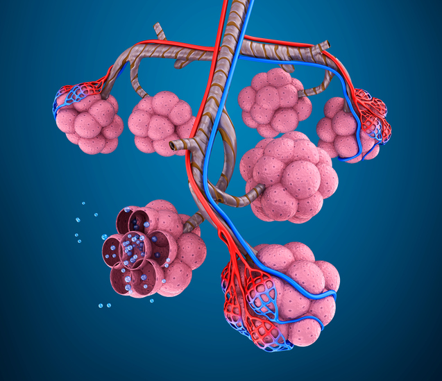 Excesso de ventilação entre o ambiente e a câmara pulmonar, ou seja, os pulmões: Getty Images Modelo da câmara pulmonar, ou seja, alvéolo, vasos pulmonares, moléculas de oxigénio