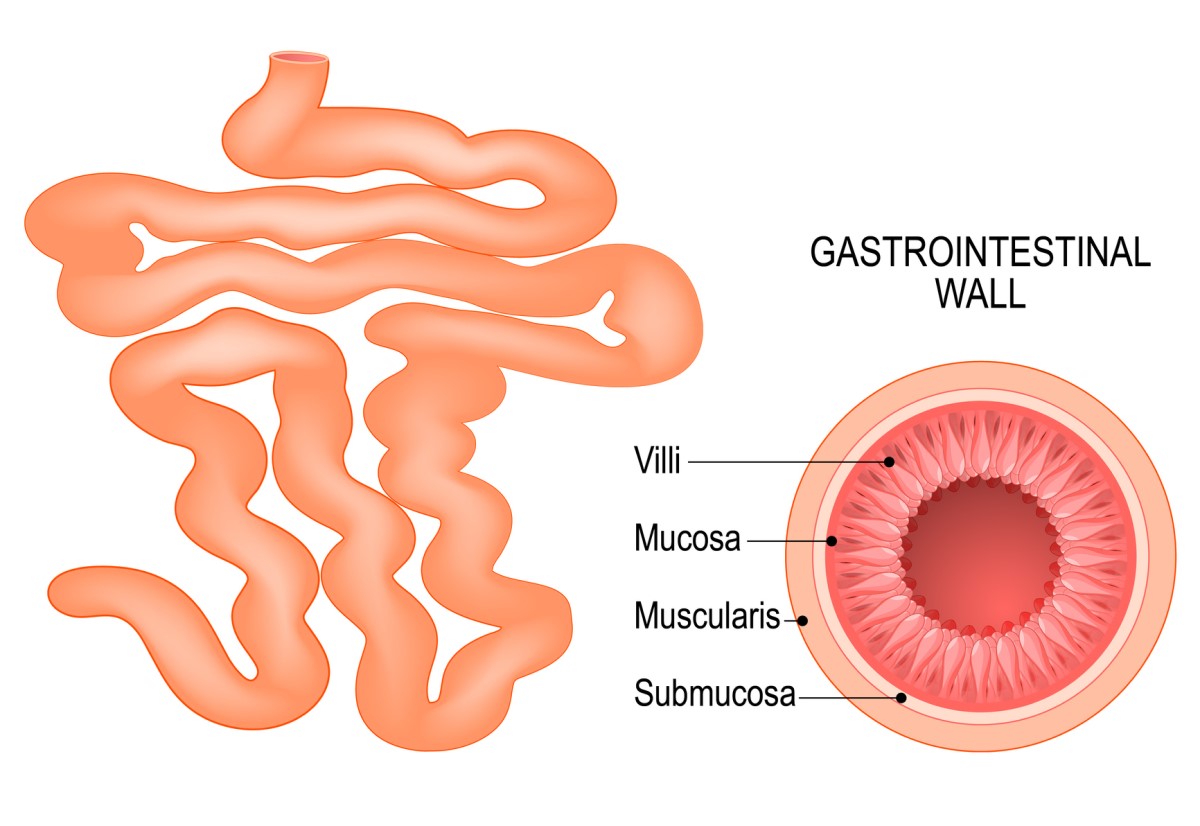 O intestino delgado e a composição da parede intestinal: vilosidades, mucosa, submucosa e muscular. Fonte: Getty Images. O intestino delgado e a composição da parede intestinal: vilosidades, mucosa, submucosa e muscular.