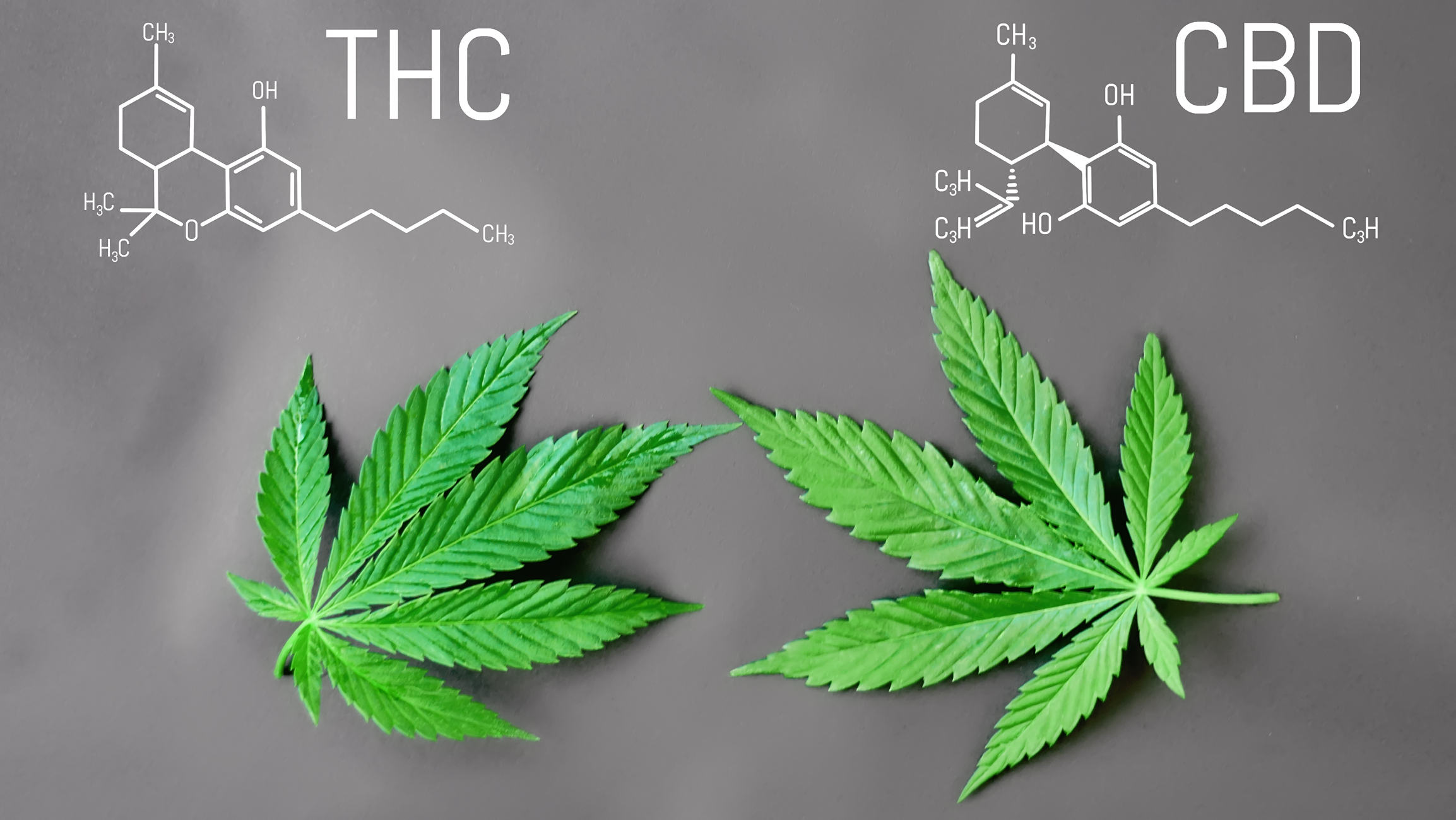Moléculas de THC e CBD. Fonte: Getty Images Molécula de THC e CBD