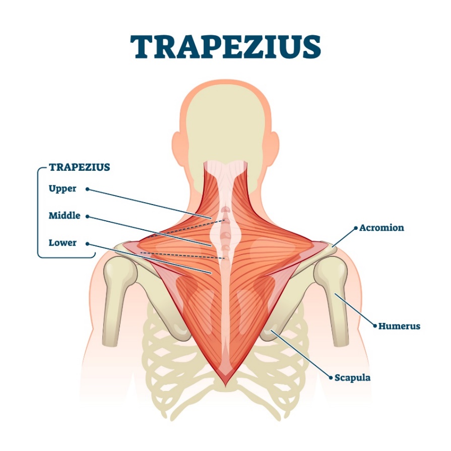 Músculo trapézio (musculus trapezius) - as fibras superior, média e inferior do músculo Acrómio (processo da escápula acima da articulação do ombro, Úmero - úmero, Escápula - escápula) Fonte: Getty Images Músculo trapézio (musculus trapezius) - as fibras superiores, médias e inferiores do músculo. Acromion (o processo da escápula acima da articulação do ombro, Humerus - úmero, Scapula - escápula).