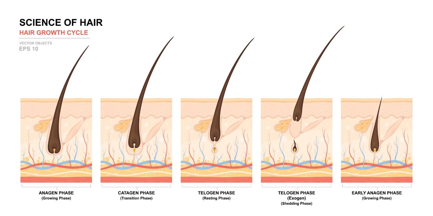 Ciclo de crescimento do cabelo: fase de crescimento anágena, fase de transição catágena e fase de repouso telógena: Getty Images Ciclo de crescimento do cabelo