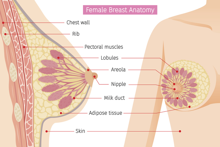 Anatomia da mama feminina: Parede torácica - tórax, Costela - costela, Músculos peitorais - músculos peitorais, Lóbulos - lóbulos da glândula mamária, Aréola - saliências do orifício da glândula, Mamilo - mamilo, Ducto lácteo - ducto lácteo, Tecido adiposo - tecido adiposo, Pele - pele: Getty Images Anatomia dos seios femininos