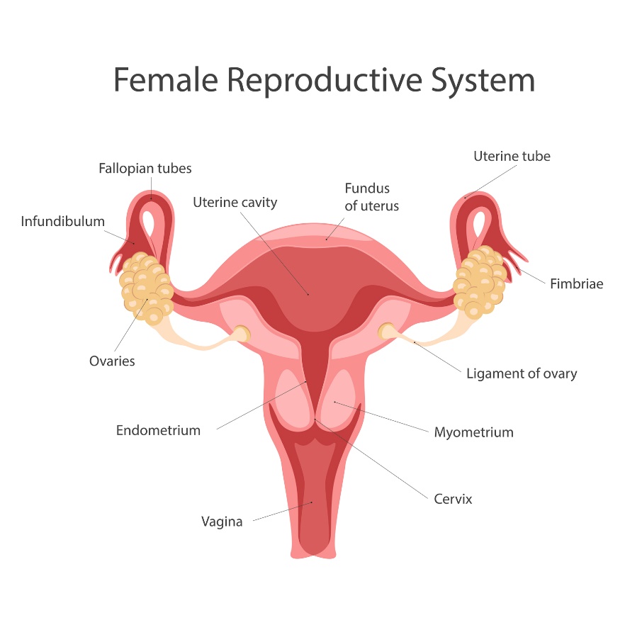 Sistema reprodutor feminino: ovários, endométrio, vagina, colo do útero, miométrio, ligamento do ovário, fímbrias, trompa uterina, fundo do útero, cavidade uterina Fonte: Getty Images Sistema reprodutor feminino
