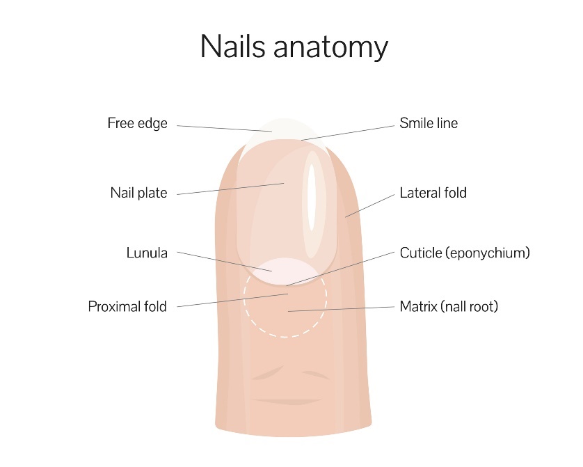 Anatomia da unha: Borda livre, Linha do sorriso, Placa ungueal, Prega lateral, Lúnula, Prega proximal, Matriz da raiz da unha: Getty Images Anatomia da unha