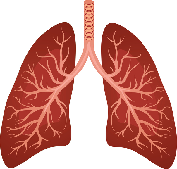 Trato respiratório inferior e pulmões Fonte: Getty Images Modelo, trato respiratório inferior e pulmões