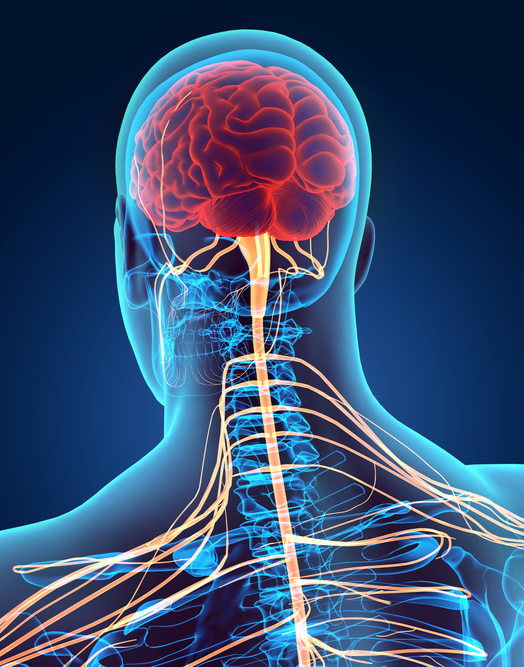 sistema nervoso humano, cérebro, medula espinal, nervos