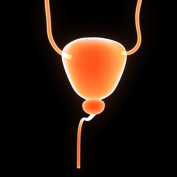 Ureteres, bexiga, próstata e uretra. Fonte da foto: Getty Images sistema urinário, ureteres, bexiga, próstata, uretra