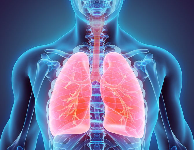 Modelo do sistema respiratório, colocação no tórax
