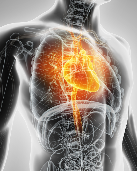 A causa do aumento do coração pode estar em diferentes sistemas do corpo. Fonte: thinkstock photos Modelo de coração, sistema cardiovascular, sistema respiratório e digestivo