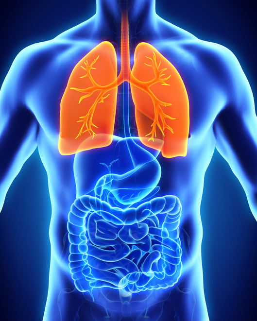 A dor pode irradiar dos órgãos do tórax e do abdómen Fonte foto: Getty Images Modelo do corpo humano, tórax, abdómen, pulmões, sistema digestivo