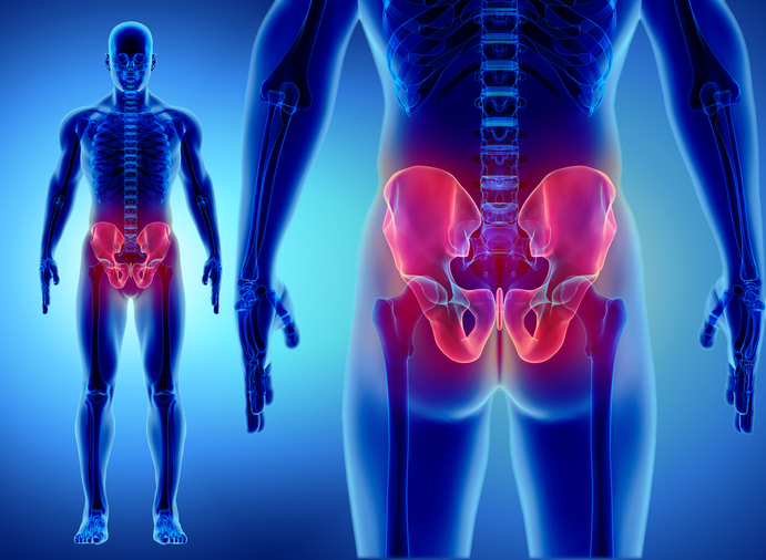 Modelo da pélvis e da coluna vertebral