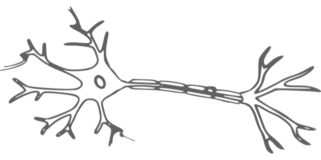 célula nervosa, neurónio