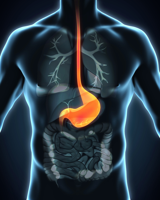 Modelo do corpo humano, recorte com o sistema digestivo visível - esófago e estômago
