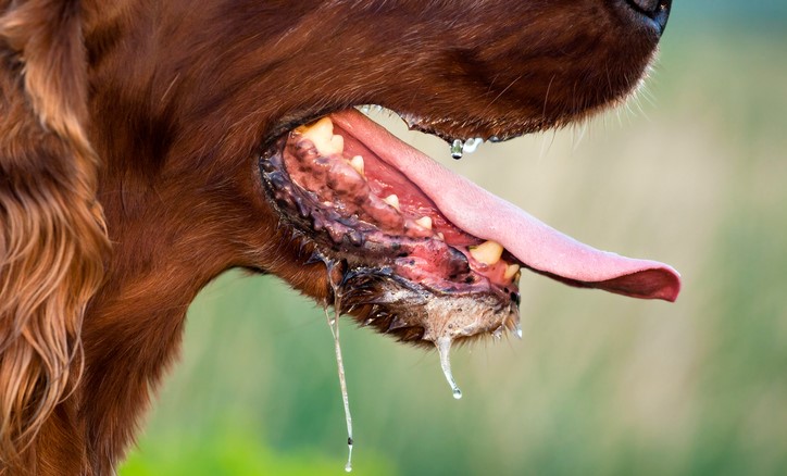 Transmissão do vírus após uma picada, através da saliva. Fonte da foto: Thinkstock photos Baba num cão, possível transmissão de doenças como a raiva