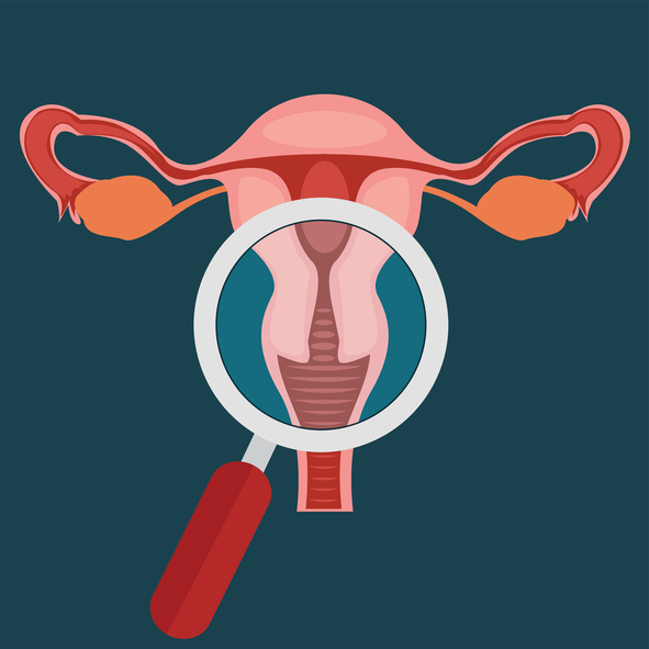 Modelo do trato genital feminino, vagina, colo do útero, útero, trompas de Falópio, ovários, lupa