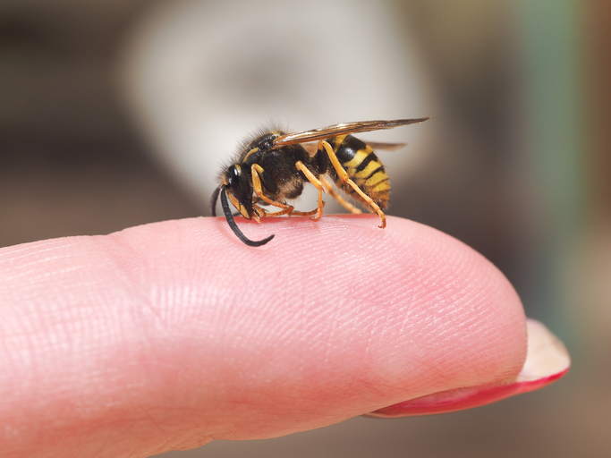 Uma vespa pousada num dedo, sinal de alergia a picadas de insectos