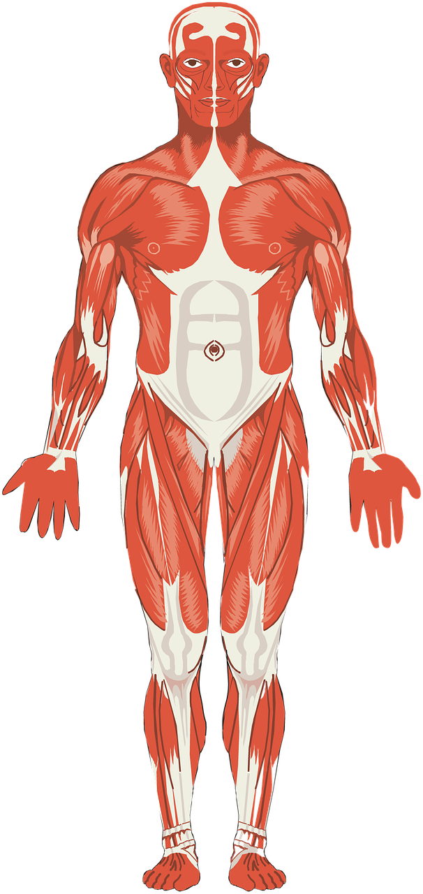 músculos do corpo