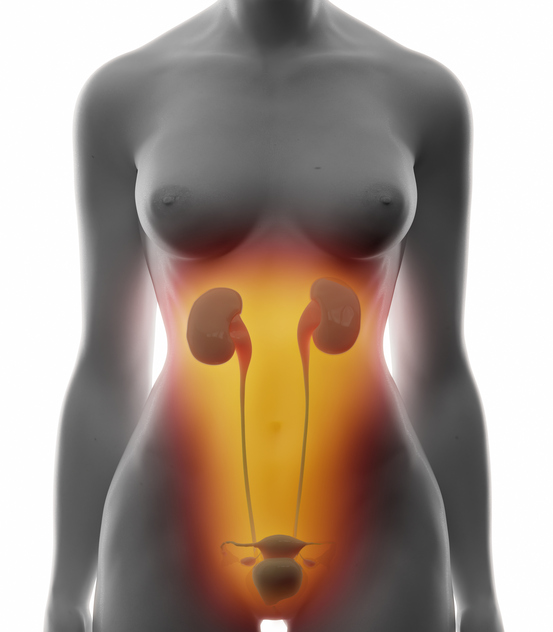 mulher, modelo, aparelho urinário, rins, ureteres, bexiga