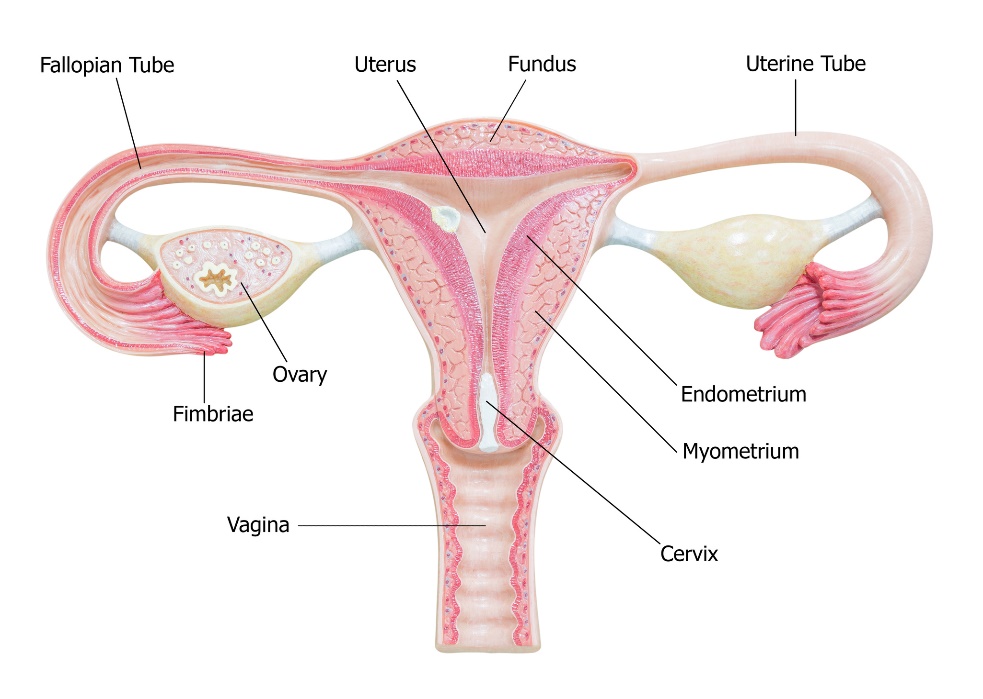 Útero (útero), Fundo (fundo do útero), trompa de Falópio, Endométrio (revestimento do útero), Miométrio (músculo do útero), Cérvix (colo do útero), vagina, ovário, trompa de Falópio, Fímbrias (pestana): Getty Images Composição dos ovários